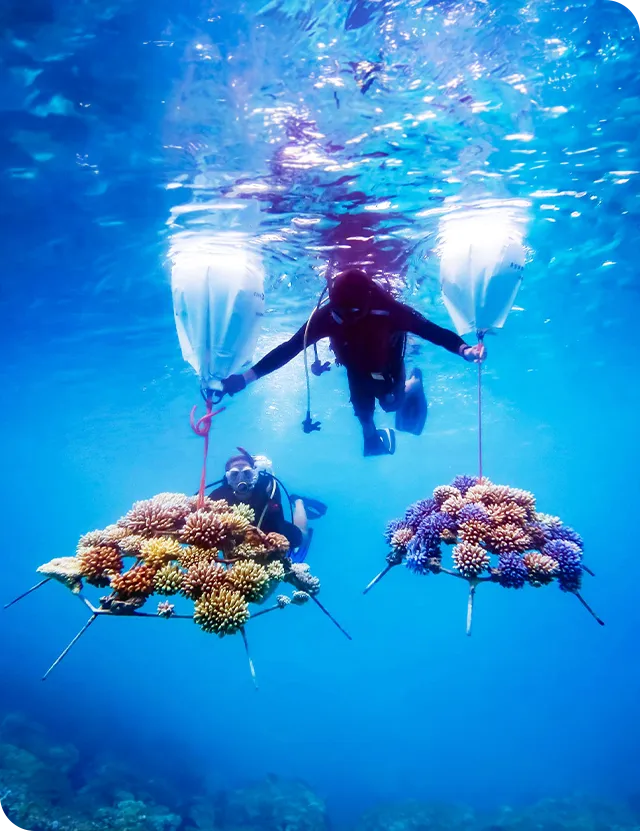 The Maldives Project